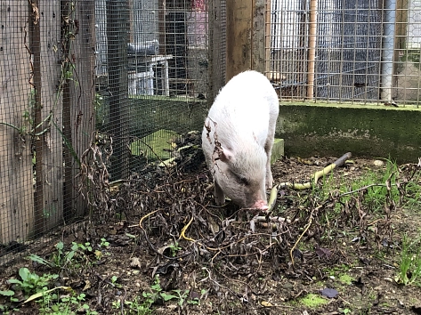 Hängebauchschwein © Stadt Hildesheim